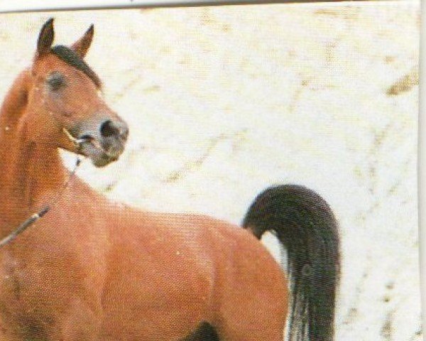 stallion Bagdad ox (Arabian purebred, 1982, from Naftalin 1977 ox)