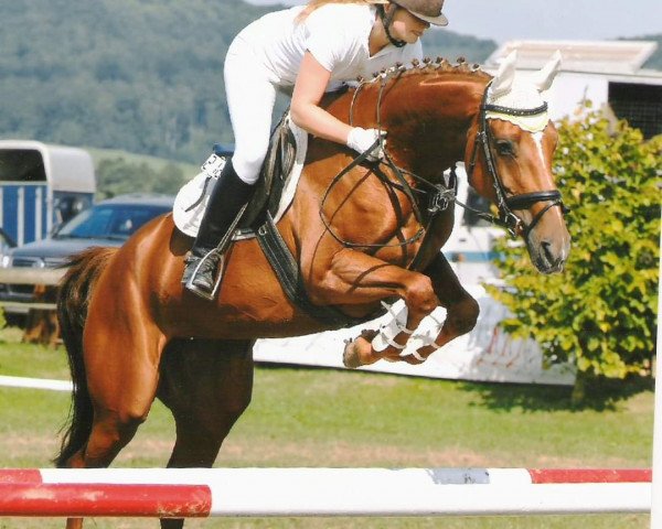 broodmare Feuerperle 5 (Westphalian, 2002, from Feuerglanz)