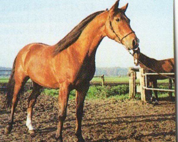 Deckhengst Ejadir ox (Vollblutaraber, 1989, von Emin ox)