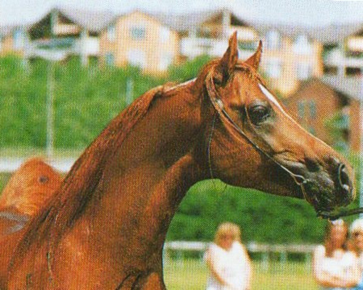 stallion Damir El Shaklan ox (Arabian purebred, 1982, from El Shaklan 1975 ox)