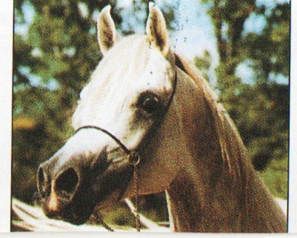stallion Jasir Ibn Jamil ox (Arabian purebred, 1987, from Jamil ox)