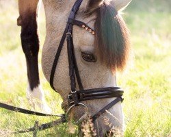 Dressurpferd Braghty Agness (Welsh Pony (Sek.B), 2012)