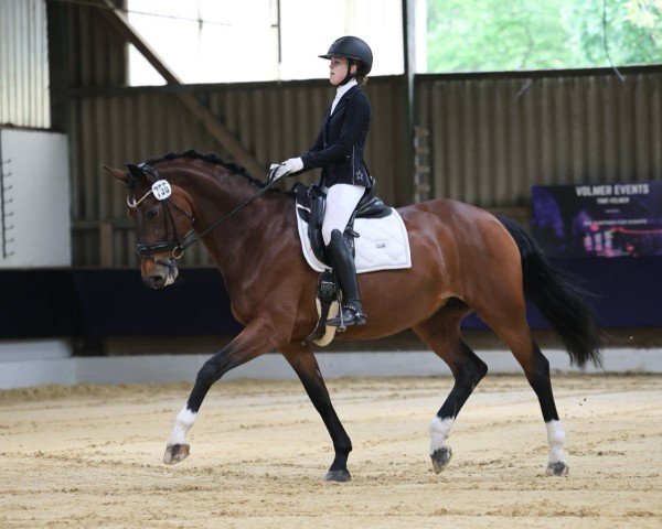 dressage horse Blueberry 46 (Oldenburg, 2011, from Bordeaux 28)