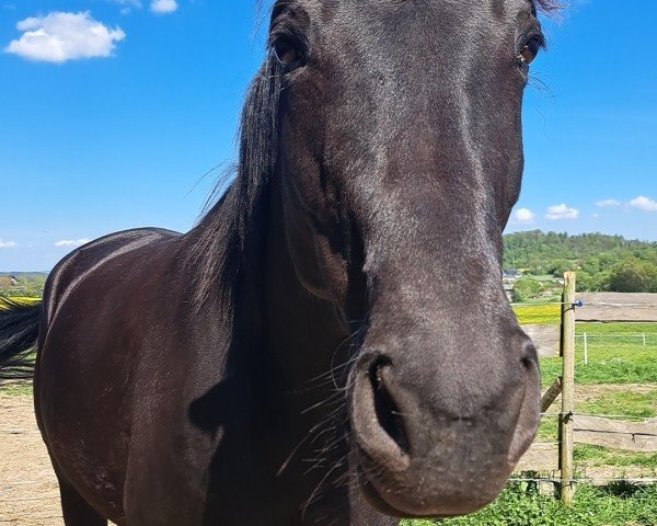 jumper Tirana 86 (Trakehner, 2018, from Hirtentanz 2)
