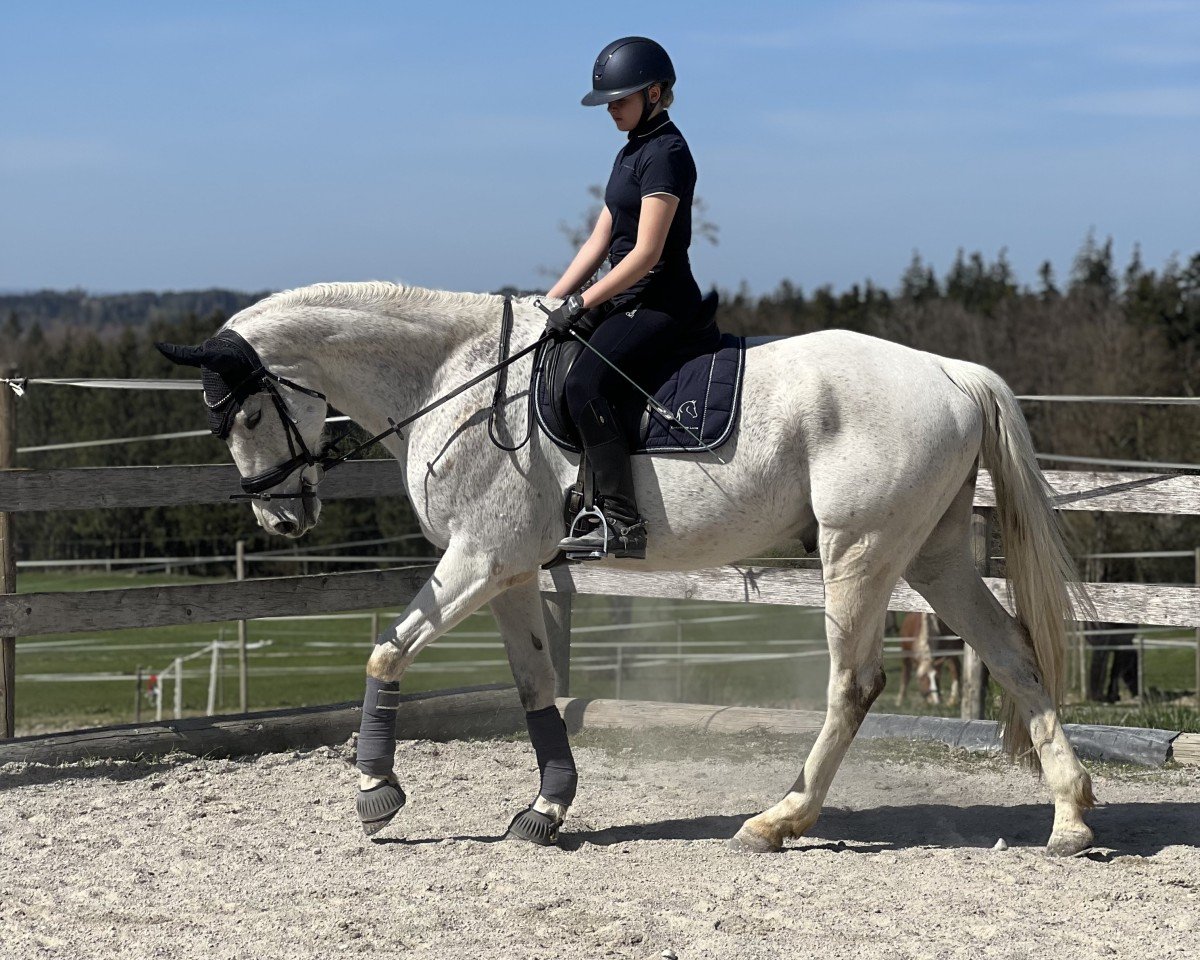 jumper Lightning Mc Queen (Swiss Warmblood, 2014, from Unbekannt SUI)