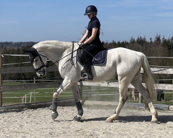 Springpferd Lightning Mc Queen (Schweizer Warmblut, 2014, von Unbekannt SUI)