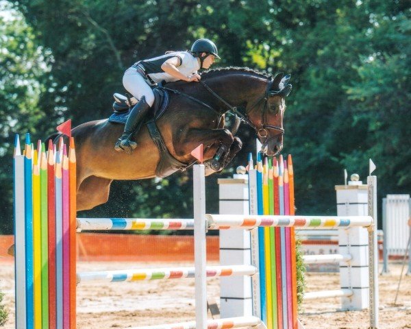 jumper Cocolotta K (Hanoverian, 2010, from Cristallo I)