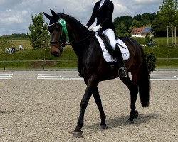 dressage horse Madame Lou Lou (German Warmblood, 2018, from Morricone)