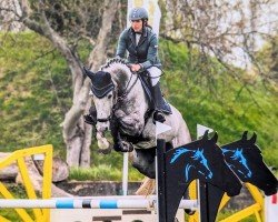Springpferd Conturius (Deutsches Sportpferd, 2016, von Conturio)