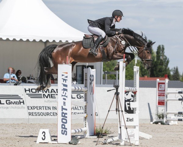 jumper Candy G 3 (German Sport Horse, 2018, from Chico's Boy)