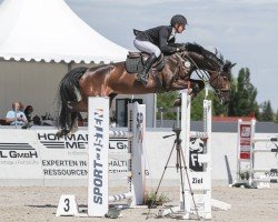 Springpferd Candy G 3 (Deutsches Sportpferd, 2018, von Chico's Boy)