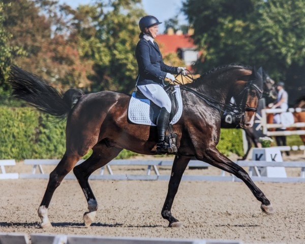 dressage horse Casus H (German Sport Horse, 2015, from Classini)
