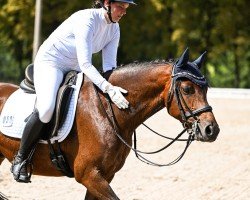 Dressurpferd Hesselteichs Lord of Dance (Deutsches Reitpony, 2013, von Lucky One)