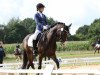 dressage horse Nick-Nack S (German Riding Pony, 2008, from No Limit)