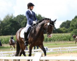 dressage horse Nick-Nack S (German Riding Pony, 2008, from No Limit)