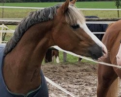 stallion Thaddeus (Welsh-Pony (Section B), 2017, from Trevor WE)