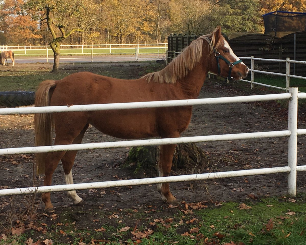 broodmare Holly (Welsh-Pony (Section B), 2017, from Wildzang's High Liberty)