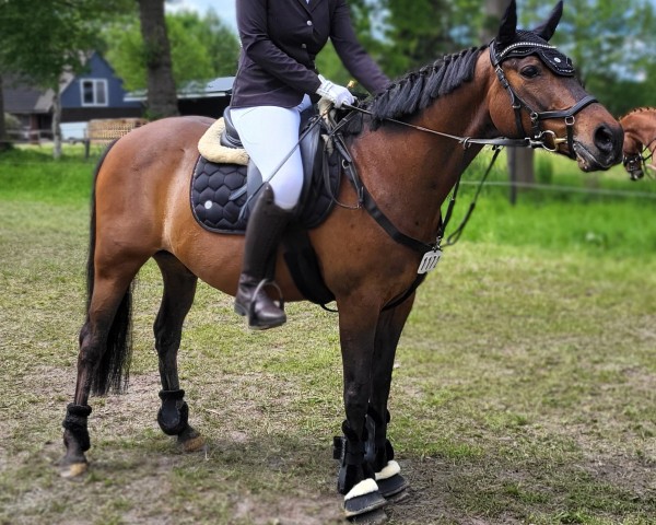 jumper My Chin Chin 3 (German Riding Pony, 2012, from Maverick)