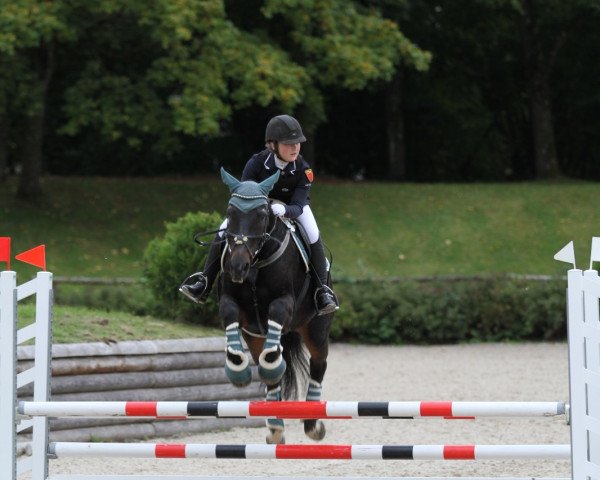 Springpferd Darconi (Belgisches Warmblut, 2010)