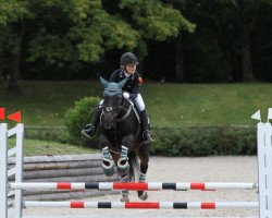 jumper Darconi (Belgian Warmblood, 2010)