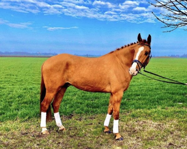 horse Babbilou (Hungarian Warmblood, 2013)