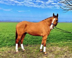 horse Babbilou (Hungarian Warmblood, 2013)