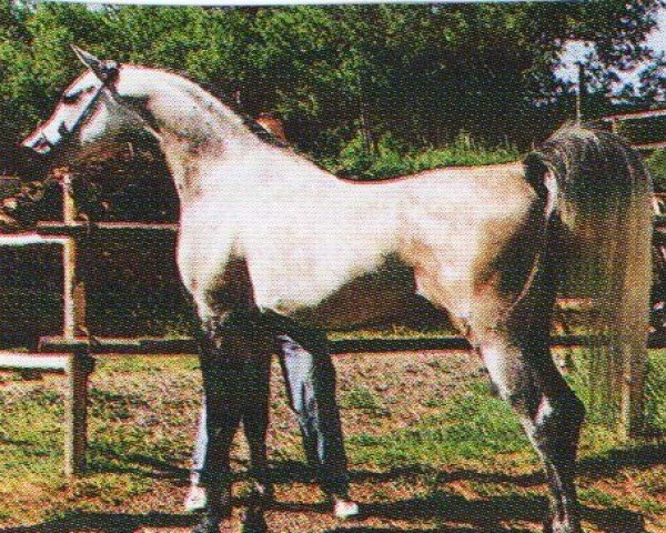 horse Ghareeb ox (Arabian purebred, 1988, from Montasar ox)