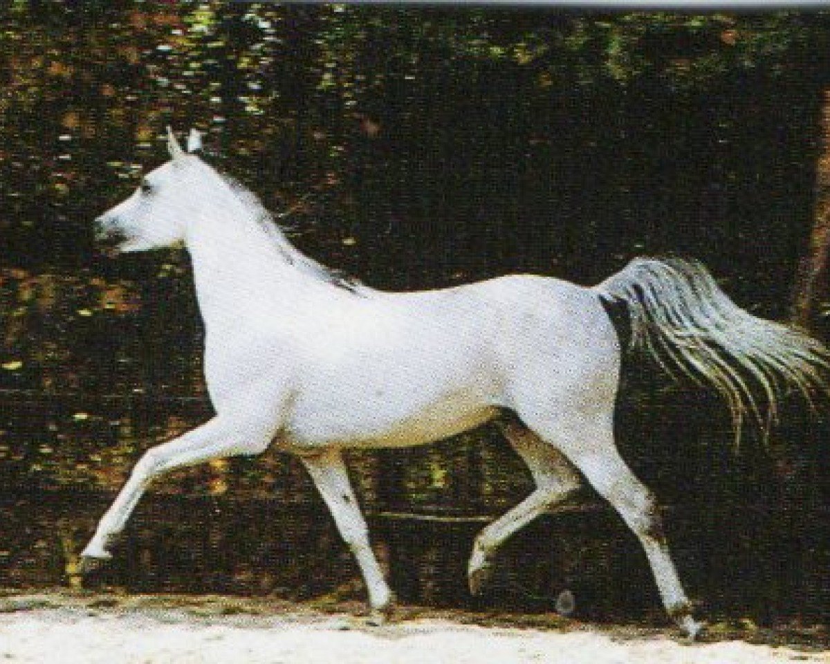 Deckhengst Hamasa Khazzan EAO (Vollblutaraber, 1984, von Kasr El Nil 1971 EAO)
