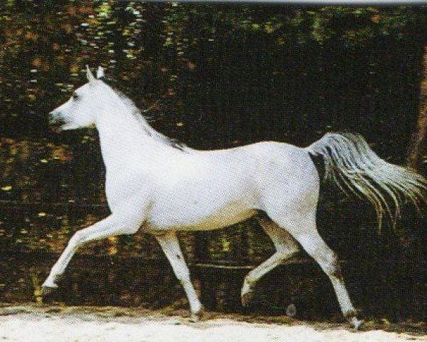 stallion Hamasa Khazzan EAO (Arabian purebred, 1984, from Kasr El Nil 1971 EAO)
