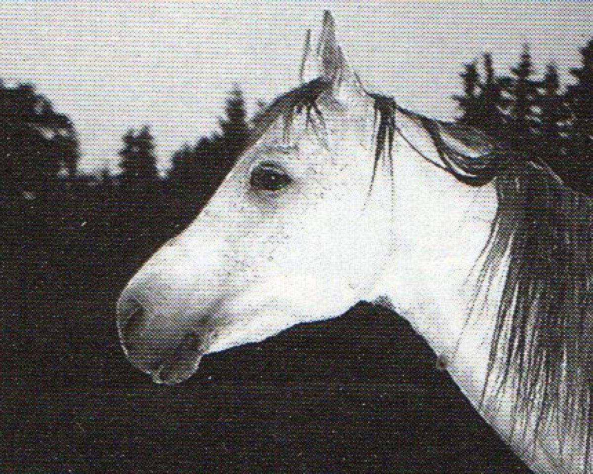 stallion Kara Ben Nemsi EAO (Arabian purebred, 1980, from Kaisoon 1958 EAO)