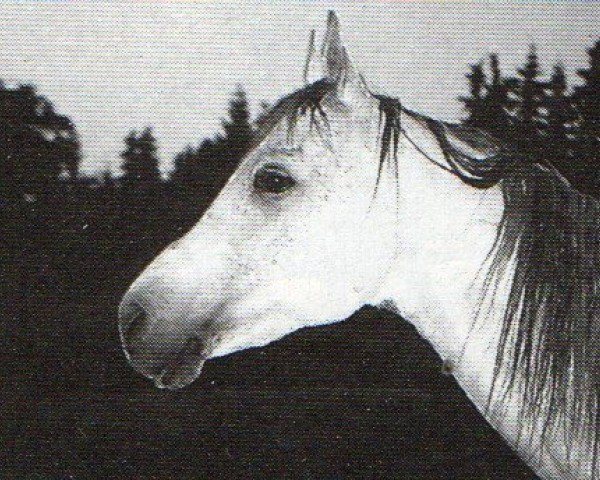 stallion Kara Ben Nemsi EAO (Arabian purebred, 1980, from Kaisoon 1958 EAO)