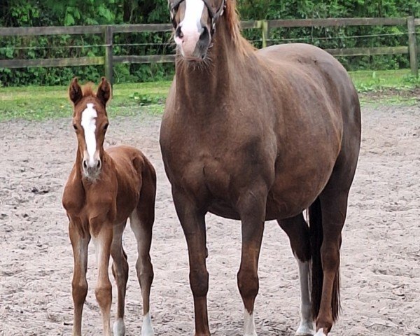 dressage horse Dat feine Deern (German Riding Pony,  , from Crusader)