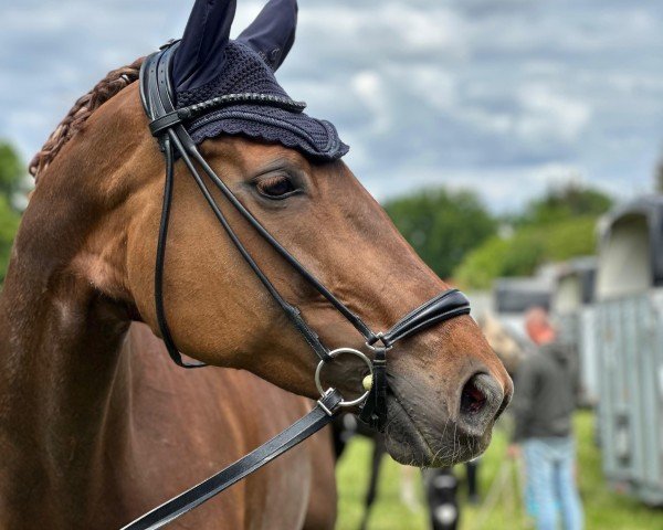 dressage horse First Lady 254 (Hanoverian, 2010, from Fürst Nymphenburg)