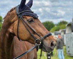 dressage horse First Lady 254 (Hanoverian, 2010, from Fürst Nymphenburg)