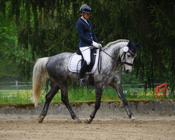dressage horse Kinamara Colorado (Connemara Pony, 2018, from Kinamara Jovial Star)