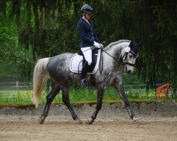 dressage horse Kinamara Colorado (Connemara Pony, 2018, from Kinamara Jovial Star)