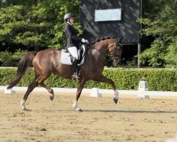 dressage horse Bottega WS (Westphalian, 2016, from Callaho's Benicio)