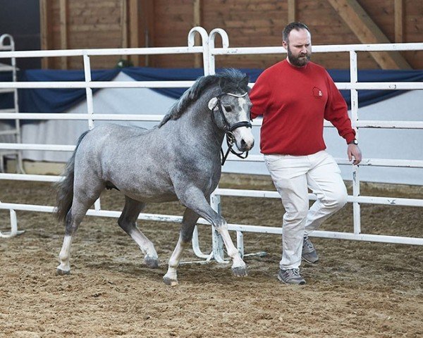 Pferd Leybucht‘s English Man (Welsh Mountain Pony (Sek.A), 2019, von Bryngwenlli Eurig)