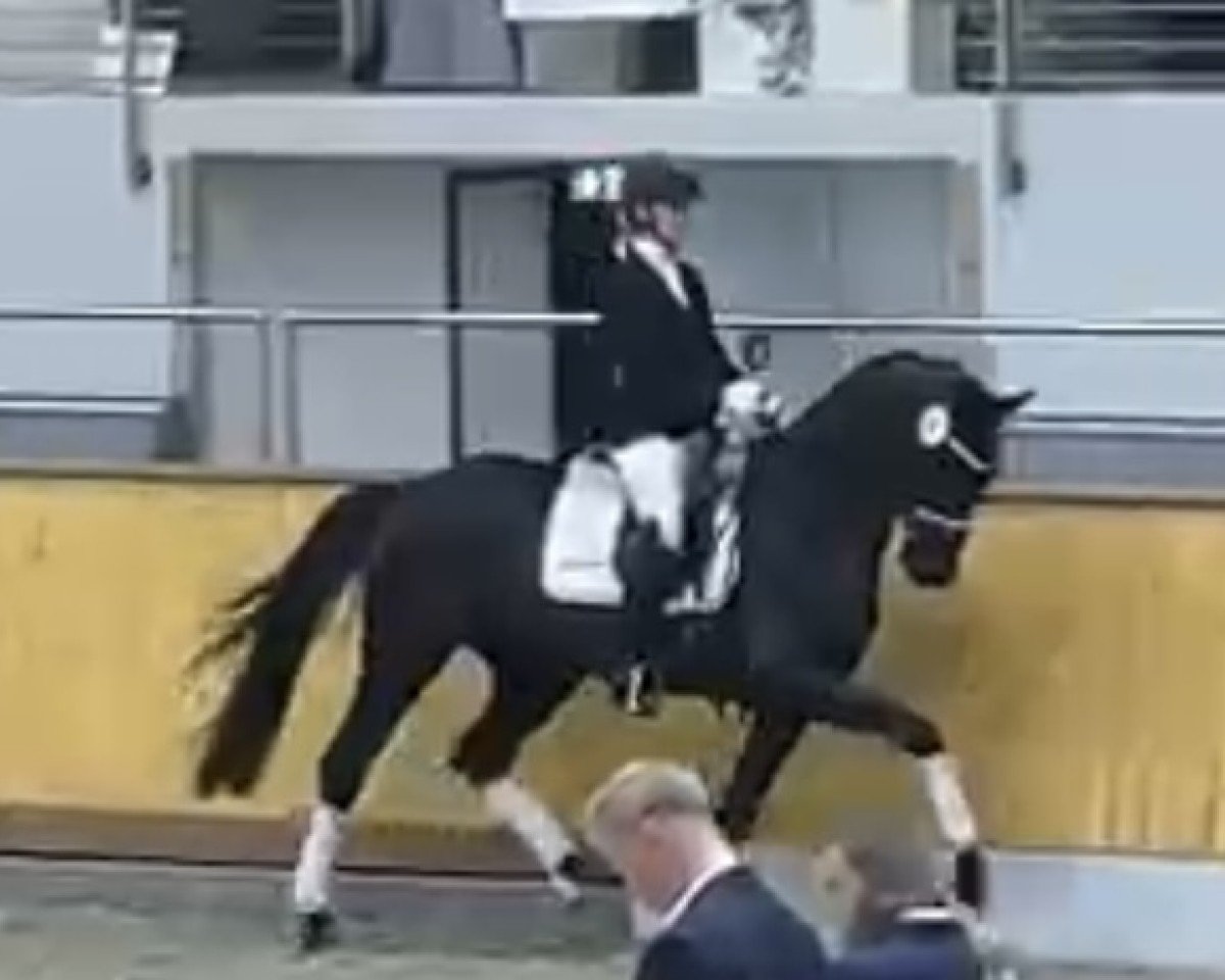 horse Fast and Furious Dacora (Oldenburg, 2021, from Fontaine TN)