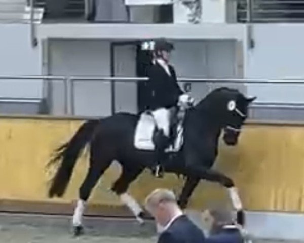 jumper Fast and Furious Dacora (Oldenburg, 2021, from Fontaine TN)