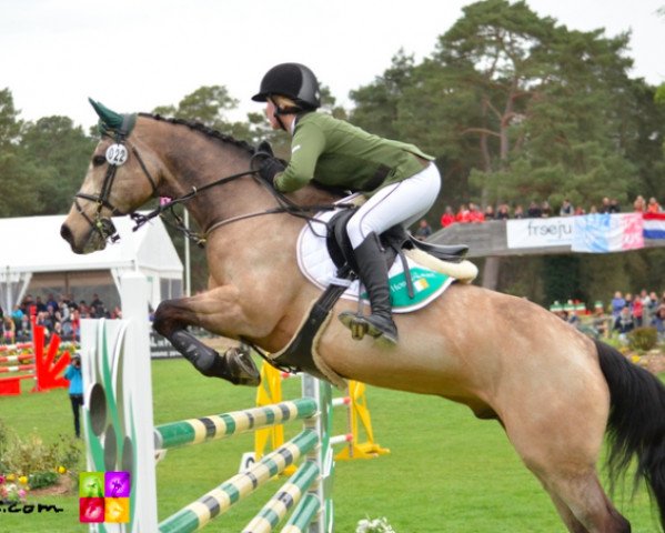 Springpferd Gold Digger Douglas (Irish Sport Horse, 2004, von Douglas)