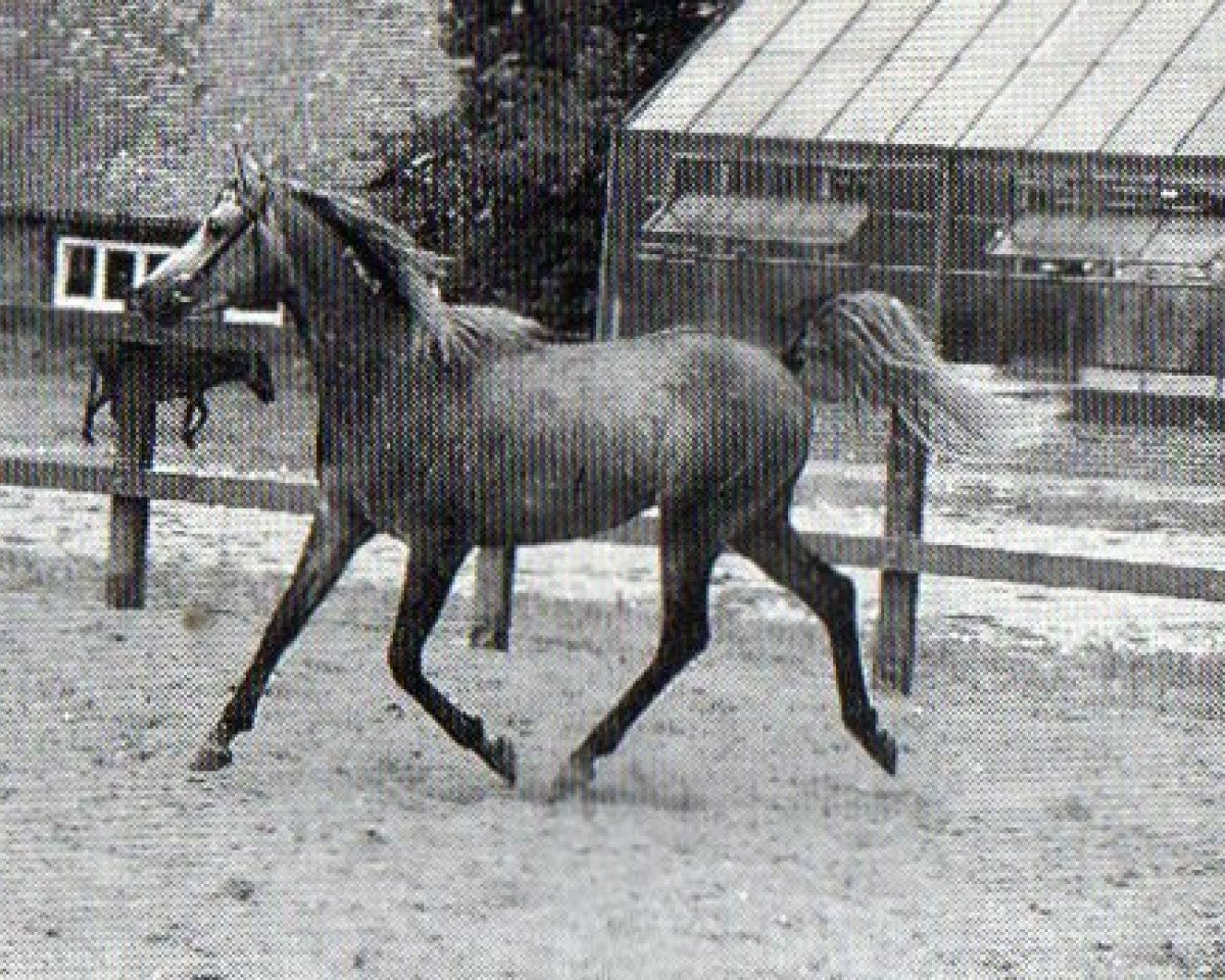 Deckhengst Salutx ox (Vollblutaraber, 1990, von Harik ox)