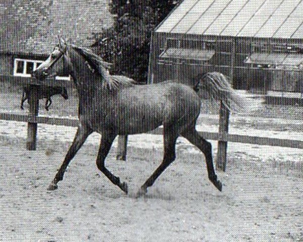 stallion Salutx ox (Arabian purebred, 1990, from Harik ox)