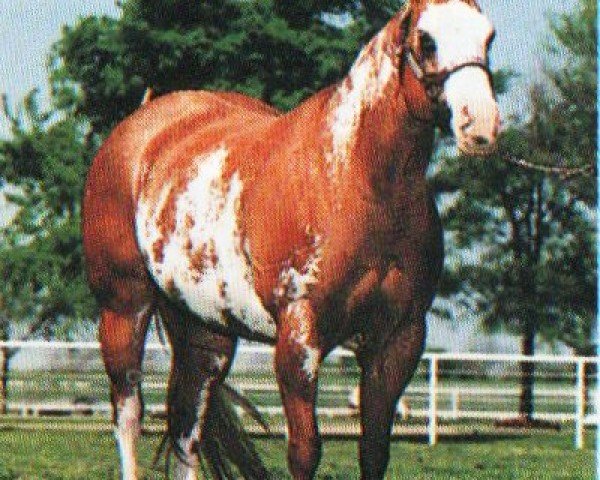 horse MF Obsession (Paint Horse, 1987, from Eternal Impressive)