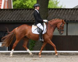 dressage horse Dream 44 (Deutsches Reitpony, 2015, from FS Don't Worry)