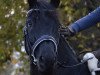 dressage horse Mozart 297 (German Sport Horse, 2013, from E.H. Millennium)