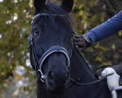 dressage horse Mozart 297 (German Sport Horse, 2013, from E.H. Millennium)