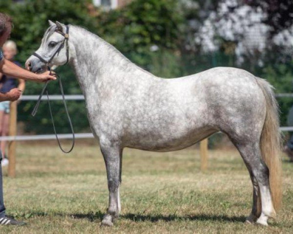 broodmare Leybucht‘s Escada (Welsh mountain pony (SEK.A), 2015, from Leybucht's Pierre)