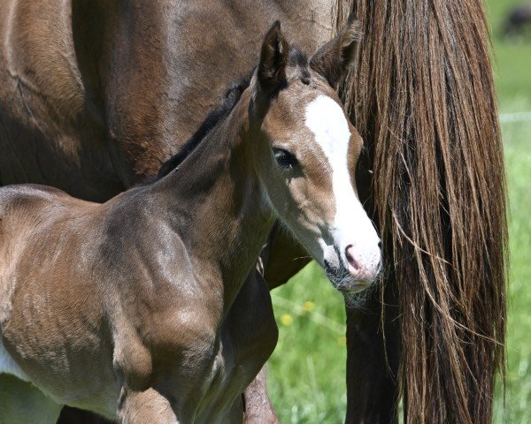 foal by Stutfohlen (Swiss Warmblood, 2025, from Croesus)