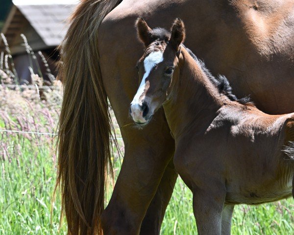 foal by Stutfohlen (Swiss Warmblood, 2025, from Diacontinus)